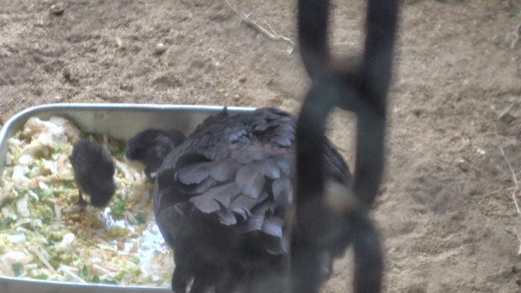 久連子鶏の親子